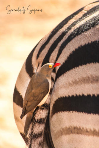 Red Billed Oxpecker
